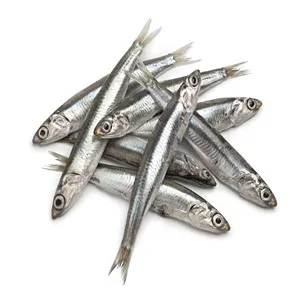 FROZEN FISH ANCHOVIES