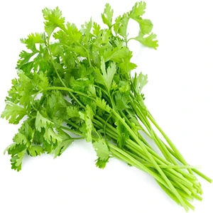 FRESH CORIANDER