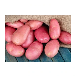 FRESH RED POTATOES