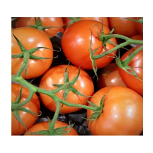 FRESH VINE TOMATOES